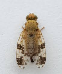 Image result for Burttia prunoides