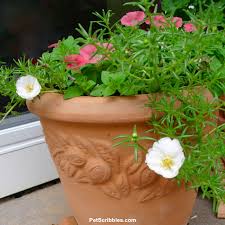 Image result for Portulaca