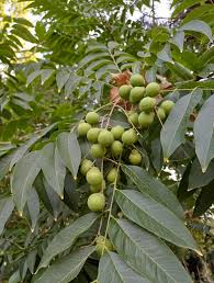 Image result for Sapindus