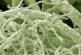 Rapamycin Has Limited Effects on Aging, Study Shows | Medicine | Sci-News.com