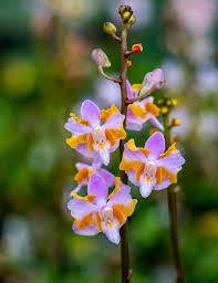 Image result for Buchnera pulcherrima