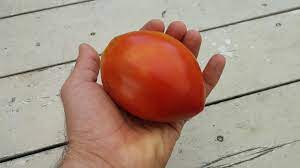 ﻿please use for sowing jiffy 7 peat pellets, soak them in water and put in a plastic pot. Amish Paste Tomato Heirloom Seeds From Seeds For Generations
