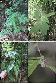 Image result for Dichapetalum