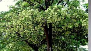 Check spelling or type a new query. Pohon Pule Pohon Keramat Dengan Sejuta Manfaat Bagi Kesehatan