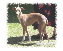 To learn more about each adoptable dog, click on the i icon for some fast facts or click on their name or photo for full details. Italian Greyhound