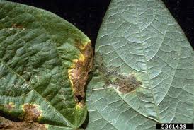 Yellow leaves green bean diseases pictures. Managing Blight In Beans Growing Produce