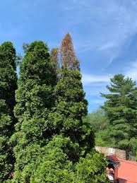 In this larval stage, the caterpillars can gradually destroy a tree or shrub, first leaving it partly defoliated and unsightly, then gradually defoliating it so completely that it weakens the tree. What S Eating My Tree Bagworms Or Webworms Maryland Grows