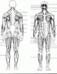 Right hand wrist bones via. Blank Muscles Diagram To Label Google Search Muscle Diagram Human Body Muscles Human Body Diagram
