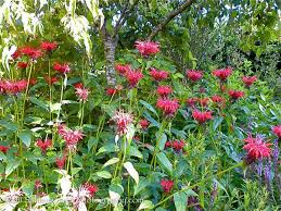 Fire marshall grows best in well drained soils with moderate amounts of moisture. Monarda Didyma Jacob Cline At Digging Dog Nursery