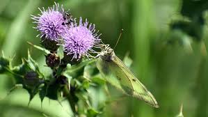 This guide includes photos of 2,800 tropical plants (mostly ornamentals), with a list of those attractive to butterflies and to birds at the back. All About Butterflies