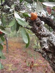 Image result for Pteleopsis anisoptera