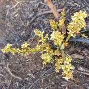 Image result for Lannea asymmetrica