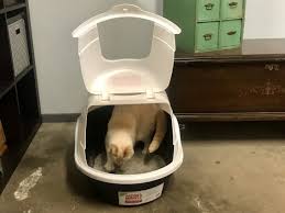 Additionally, all of the above points are only guidelines. Best Cat Litter Boxes In 2021