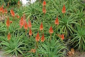 Image result for Aloe carnea