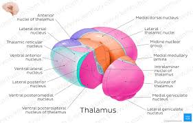 Other articles where relay nucleus is discussed: Diencephalon Anatomy And Function Kenhub