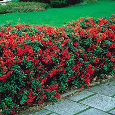 The flowers, of course, are a bonus and are a fantastic highlight of the seasons. 44 Large Zone 7 Shrubs Ideas Shrubs Plants Garden Shrubs