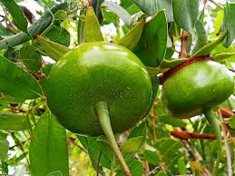 Image result for Sonneratia