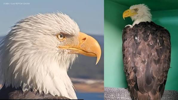 Jackie the Big Bear eagle shown healthy outdoors and later during care at Ojai Raptor Center