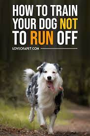 Get this free training course to have a happy & healthy dog at home How To Train Your Dog Not To Run Away 7 Tips Love Of A Pet