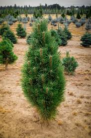 We did not find results for: Green Tower Austrian Pine Trees For Sale Online The Tree Center