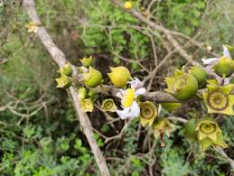 Image result for Bellucia