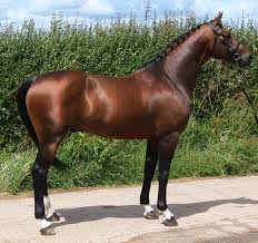 Browse horses, or place a free ad today on horseclicks.com Buckskin Horses Stableexpress