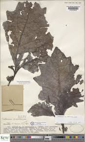 Image result for Solanum macrocarpon