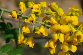 Image result for Erythrostemon