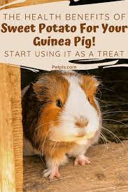 Pin On Small Pets