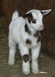Tennessee Fainting Goat Right Side Up Cute Animals Baby Animals Cute Goats