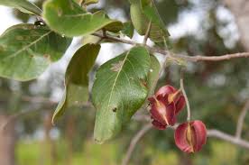 Image result for Combretum collinum