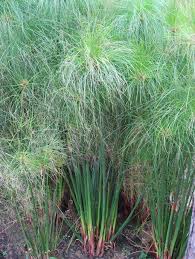 Image result for Cyperus kirkii