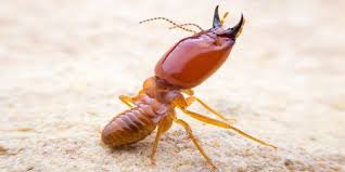 As one can tell by the name, the company specializes in freeing homes of termite issues. Book Pest Control Services Online Repair Bazar