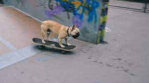 Meet eric, the french bulldog who skateboards, plus a look at the lovely lorena rae. French Bulldog Skateboarding Youtube