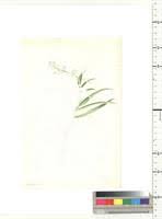 Image result for Belonophora coffeoides