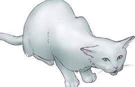 Feline Asthma What You Need To Know Cornell University College Of Veterinary Medicine