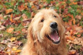 The 2019 Adventure Dogs: Best Face Shot