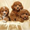 Maltipoo puppies arrived may 31st if you are interested in finding a sweet, loving, loyal companion pet. 1