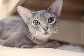 Greeting card cute kitten with gift. 15 Top Cat Breeds With Big Eyes