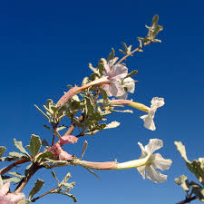 Image result for Catophractes alexandri