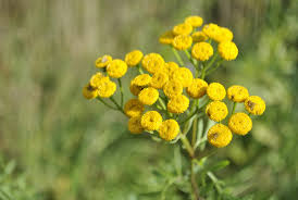 Pests in gardens and landscapes. 22 Ways To Combat Garden Pests Naturally Farmers Almanac