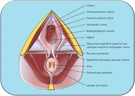 Urethra anatomy title normal female. Epos