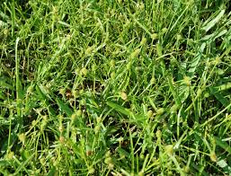 Image result for Kyllinga