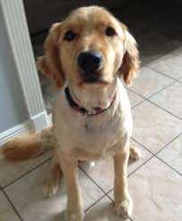 How Do Y All Like My Summer Haircut Rusty Golden Retriever Baby Pictures Puppy Love
