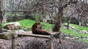 The tisch family zoological gardens, the biblical zoo in jerusalem. Tisch Family Zoological Gardens Jerusalem Israel 2019 Youtube