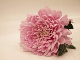 Various folk cultures and traditions assign symbolic meanings to plants. Your Favourite Flowers And Their Hidden Meanings Times Of India