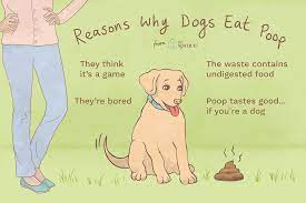 Reasons Why Puppies Eat Poop And How To Stop It