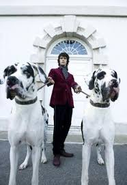 All donations go to the care, feeding and medical needs of the great danes in our care. The Dogs