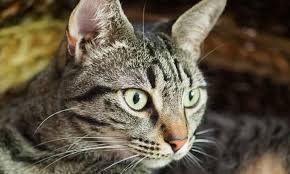 Vor einigen tagen haben wir uns mit der kamera vor ort begeben und wenn sie vielleicht einem kätzchen ein neues zuhause bieten wollen, sollten sie jetzt aufmerksam. Zwei Katzen Suchen Neues Zuhause Honnef Heute Nachrichten Aus Bad Honnef Bonn Und Der Region