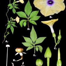 Image result for Ipomoea fulvicaulis